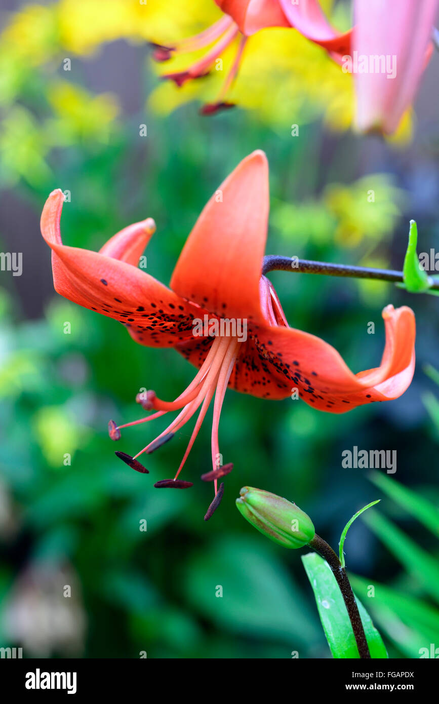 lilium hiawatha asiatic lily red orange spotted flower flowers