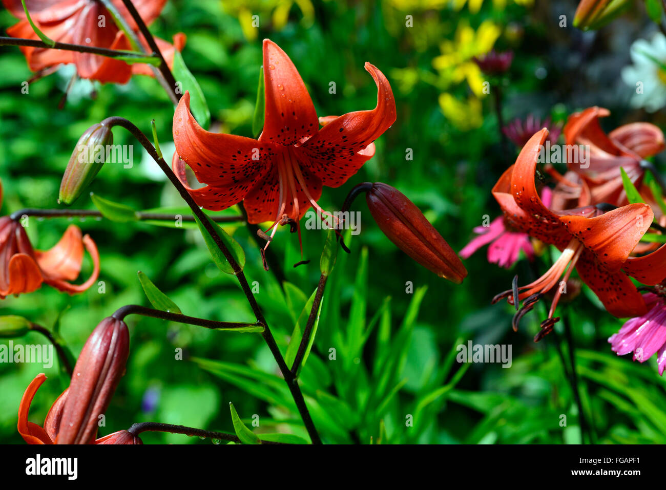 Page 2 Orange Spotted High Resolution Stock Photography And Images Alamy