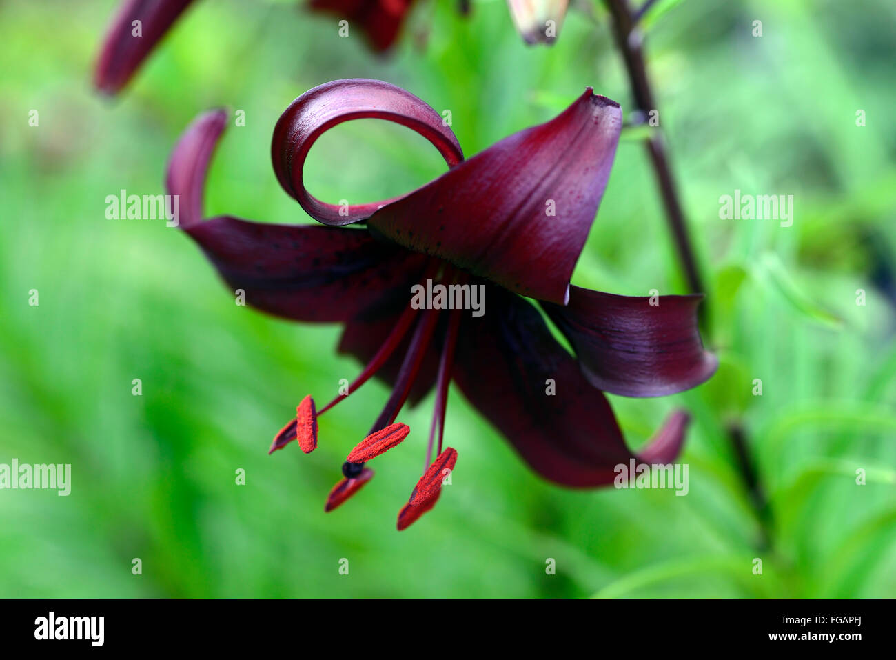 lilium night flyer Asiatic Lilies lily dark red black downward facing flowers flower bloom blossom RM floral Stock Photo