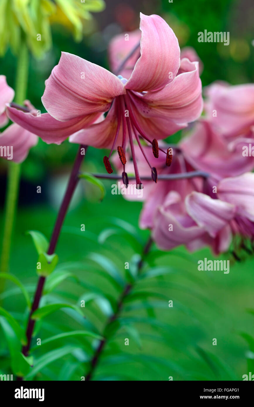 Downward facing flowers hires stock photography and images Alamy