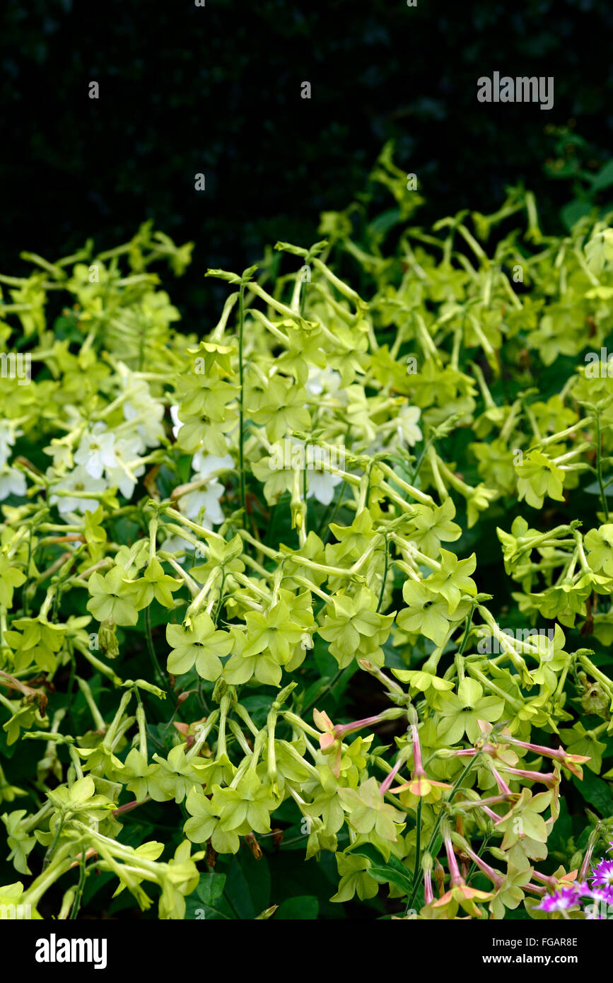 nicotiana lime green annual flower flowers flowering bedding display mass masses massed border RM Floral Stock Photo