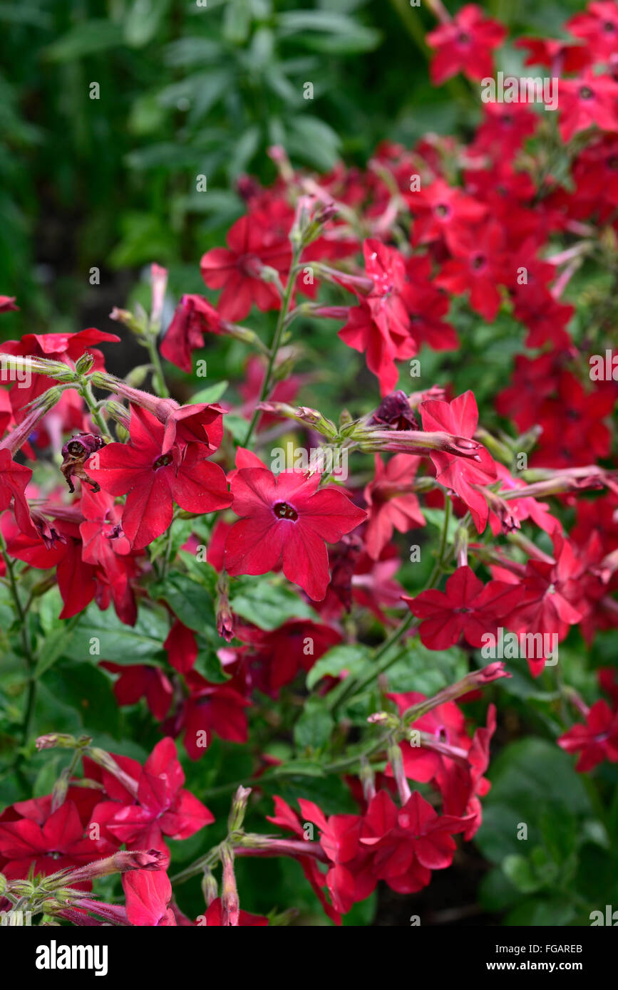 nicotiana perfume red bedding display annual annuals flower flowers flowering RM Floral Stock Photo