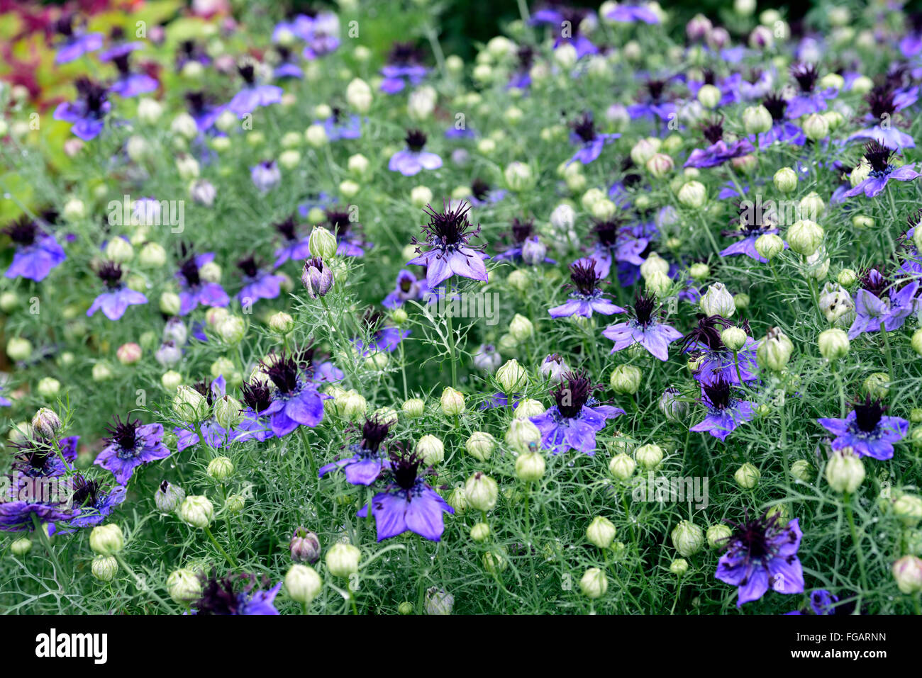 nigella hispanica Spanish fennel love in a mist summer flower annual blue purple garden plant flower flowers flowering RM Floral Stock Photo