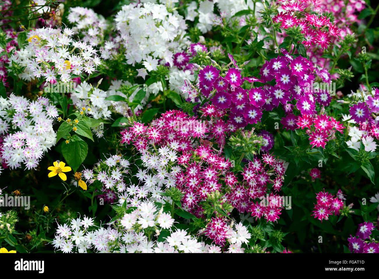 phlox twinkle dwarf star mixed mix pink white annual bedding border plant plants display colour colours RM Floral Stock Photo