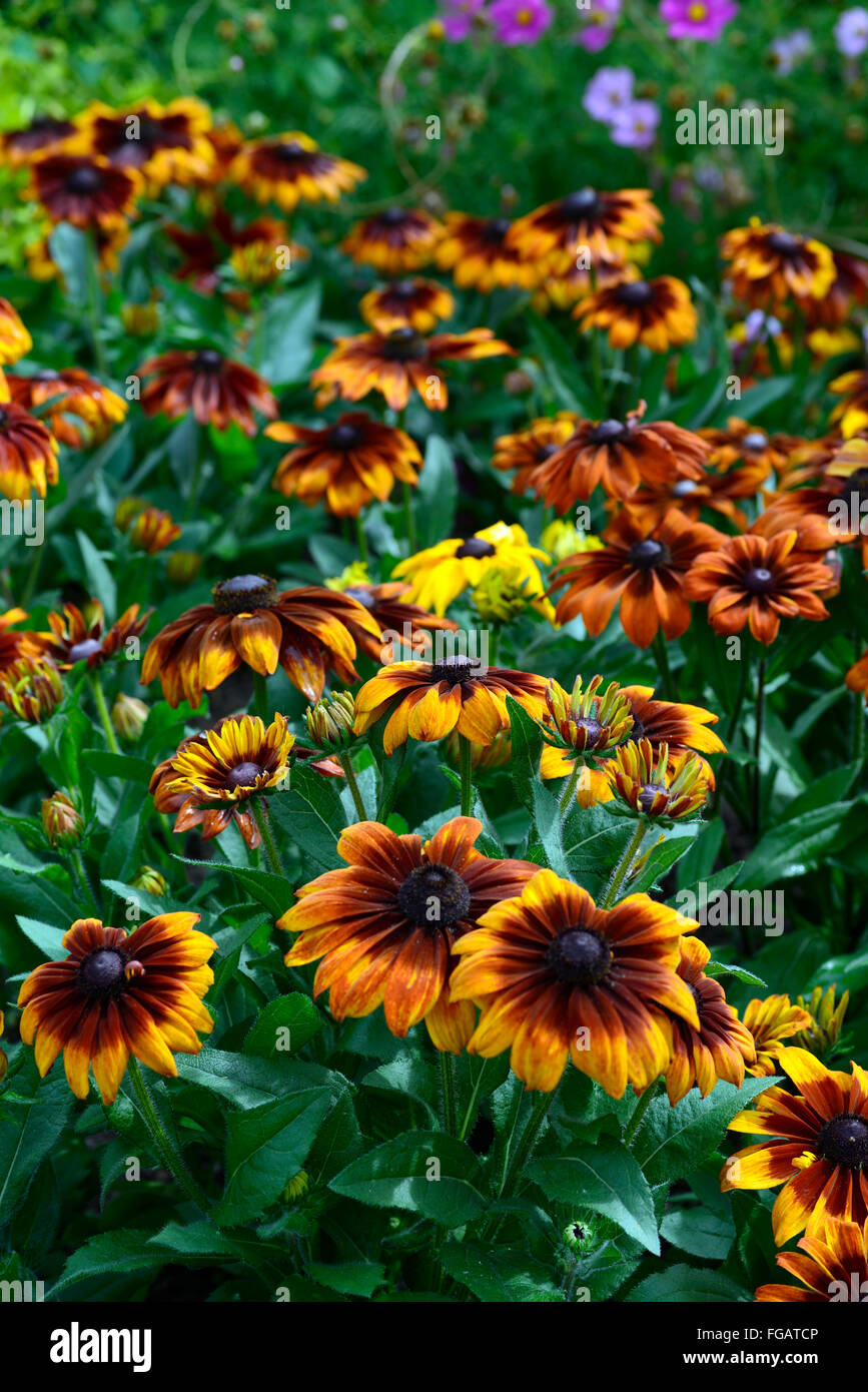 Fall Rudbeckia rudbeckia hirta autumn colours black-eyed susan brown bronze flower ...