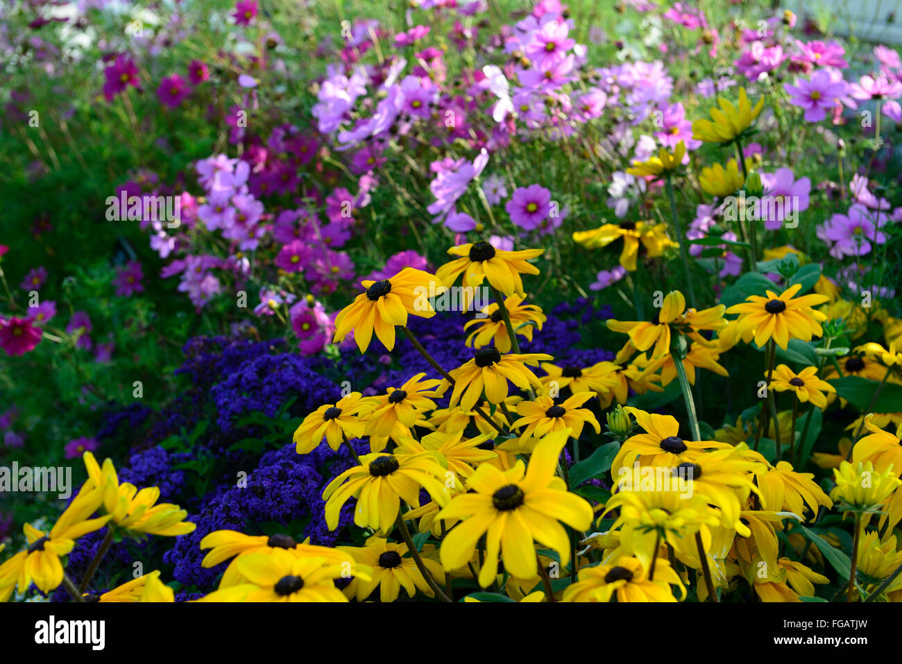Cosmos Flower Bed High Resolution Stock Photography And Images Alamy