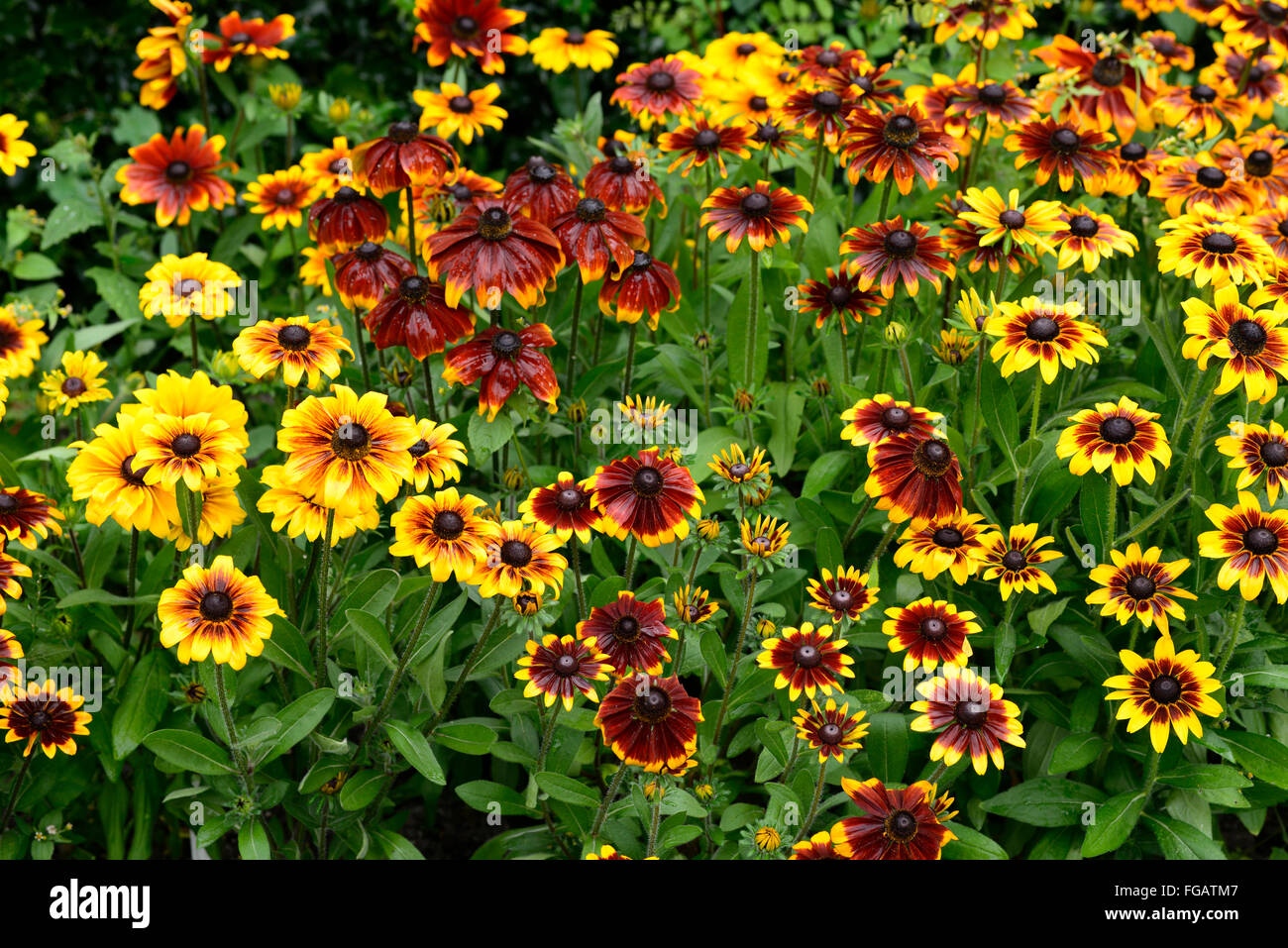 Rudbeckia hirta 'rustic dwarf' cultivar flower bloom blossom flower