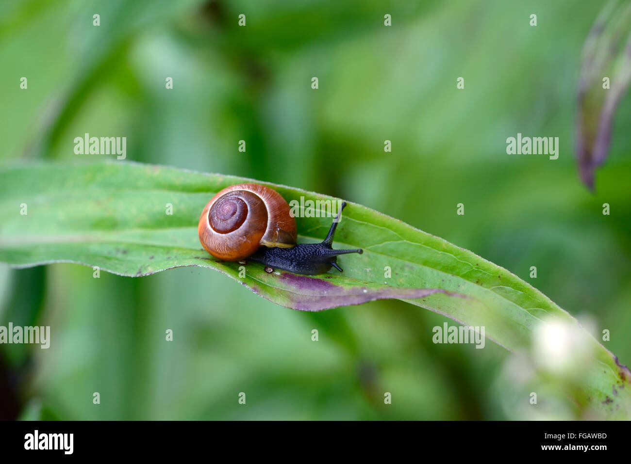Garden snail mollusc pest on a thin digitalis ferruginea leaf slide sliding glide gliding gardening RM Floral Stock Photo