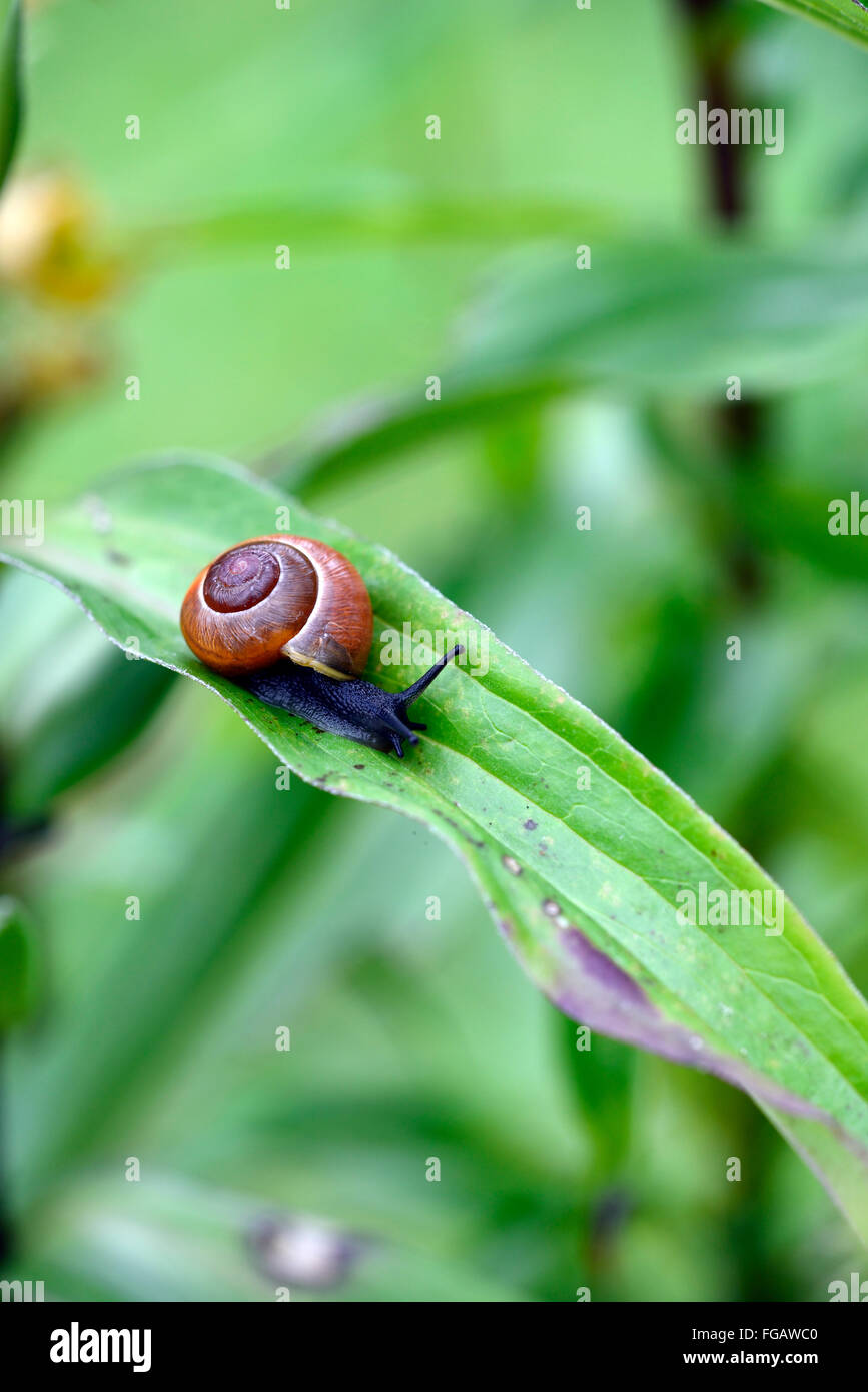 Garden snail mollusc pest on a thin digitalis ferruginea leaf slide sliding glide gliding gardening RM Floral Stock Photo