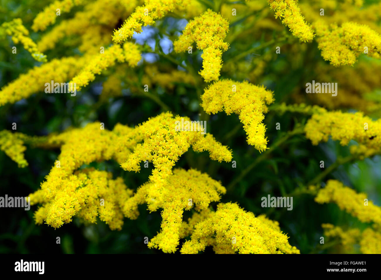 solidago gigantea early golden-rod late goldenrod smooth three-ribbed goldenrod inflorescence yellow flowers RM Floral Stock Photo