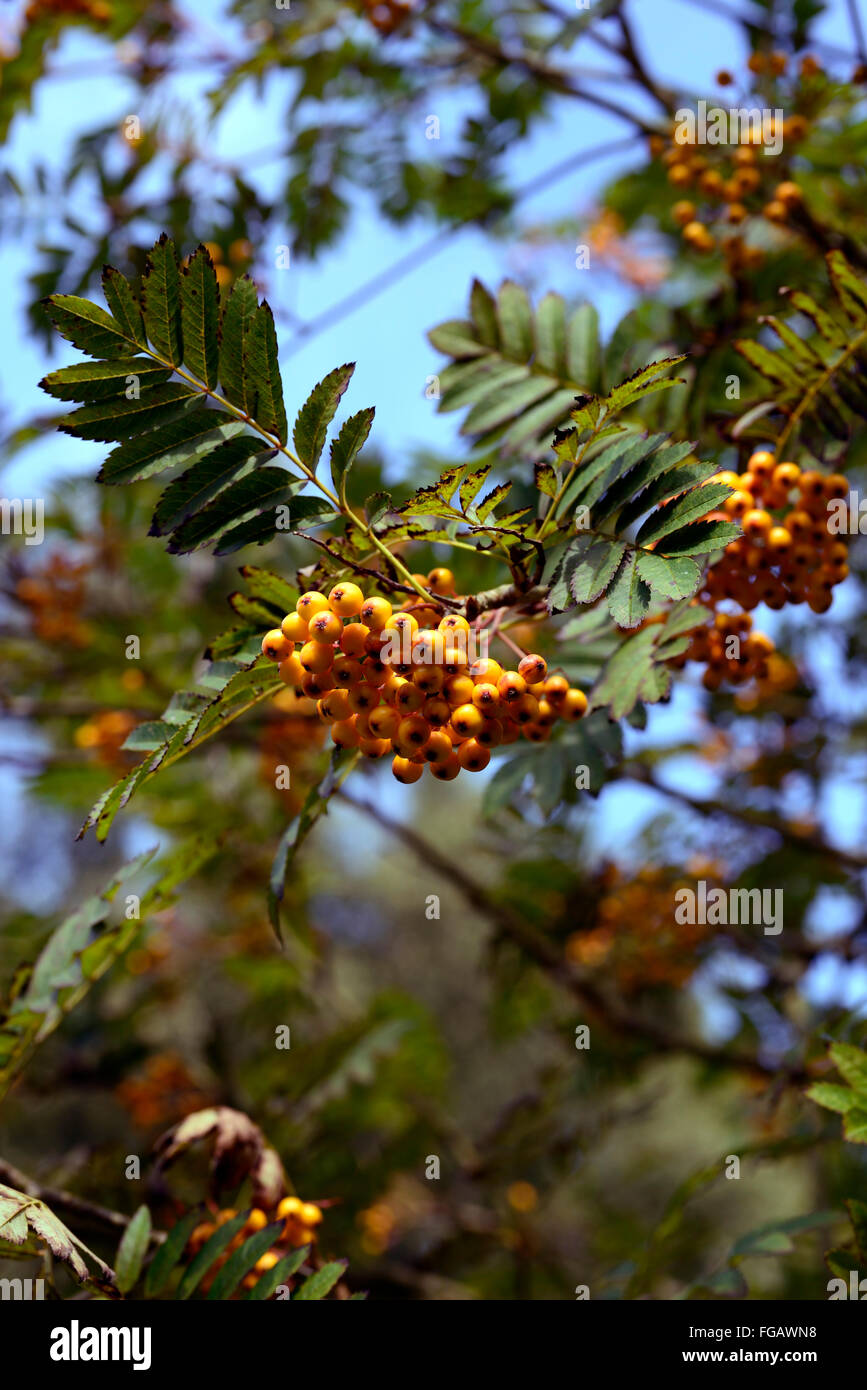 sorbus aucuparia fructu luteo yellow berries mountain ash ashes rowan tree trees ornamental RM Floral Stock Photo