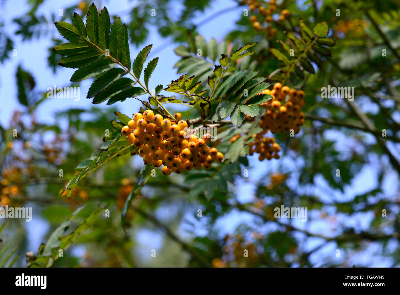 sorbus aucuparia fructu luteo yellow berries mountain ash ashes rowan tree trees ornamental RM Floral Stock Photo
