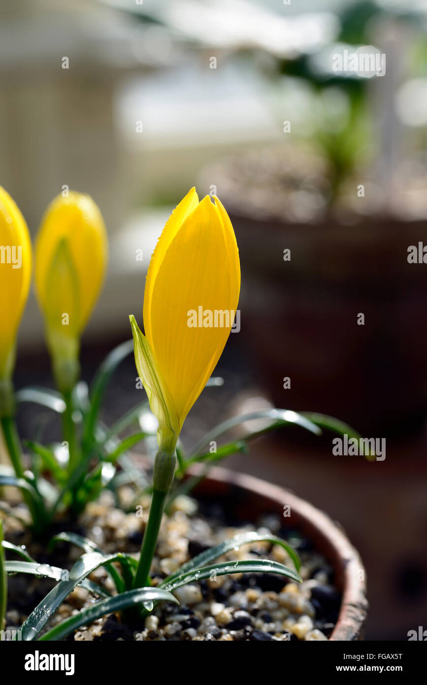 sternbergia lutea yellow flower flowers flowering winter autumn fall daffodil lily-of-the-field yellow autumn crocus RM Floral Stock Photo