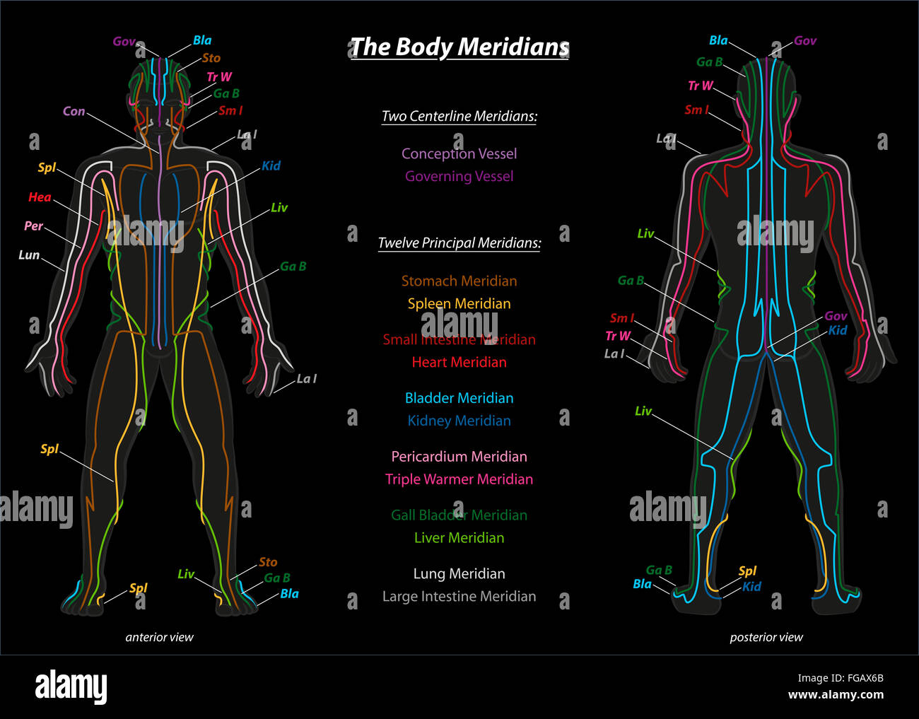 Chinese Medicine Body Chart