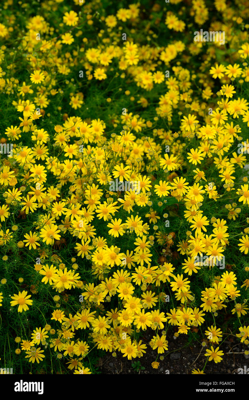 thymophylla tenuiloba dahlberg daisy yellow flowers flower flowering annual annuals garden plant plants bedding RM Floral Stock Photo
