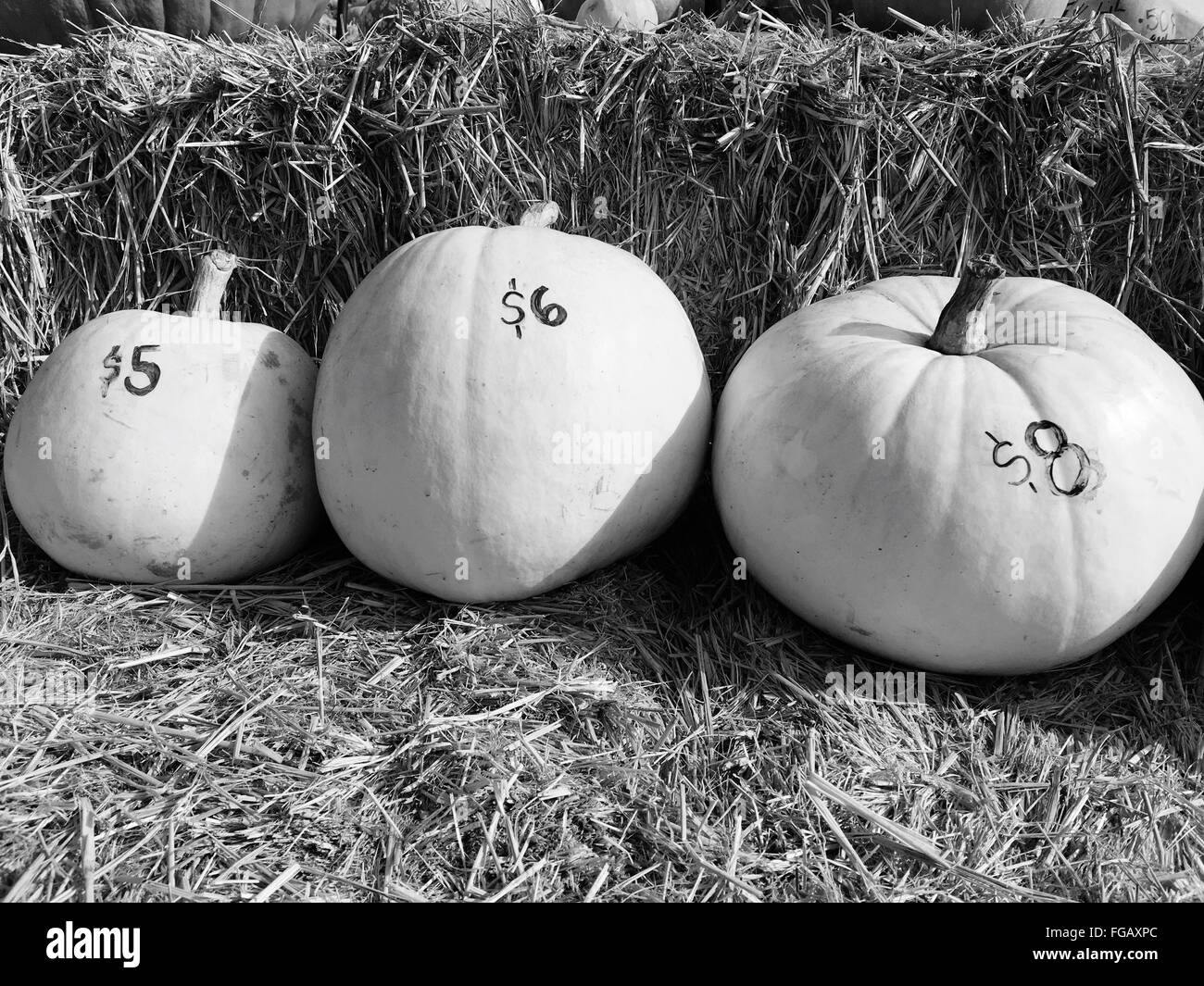 Sunny pumpkins Black and White Stock Photos & Images - Alamy