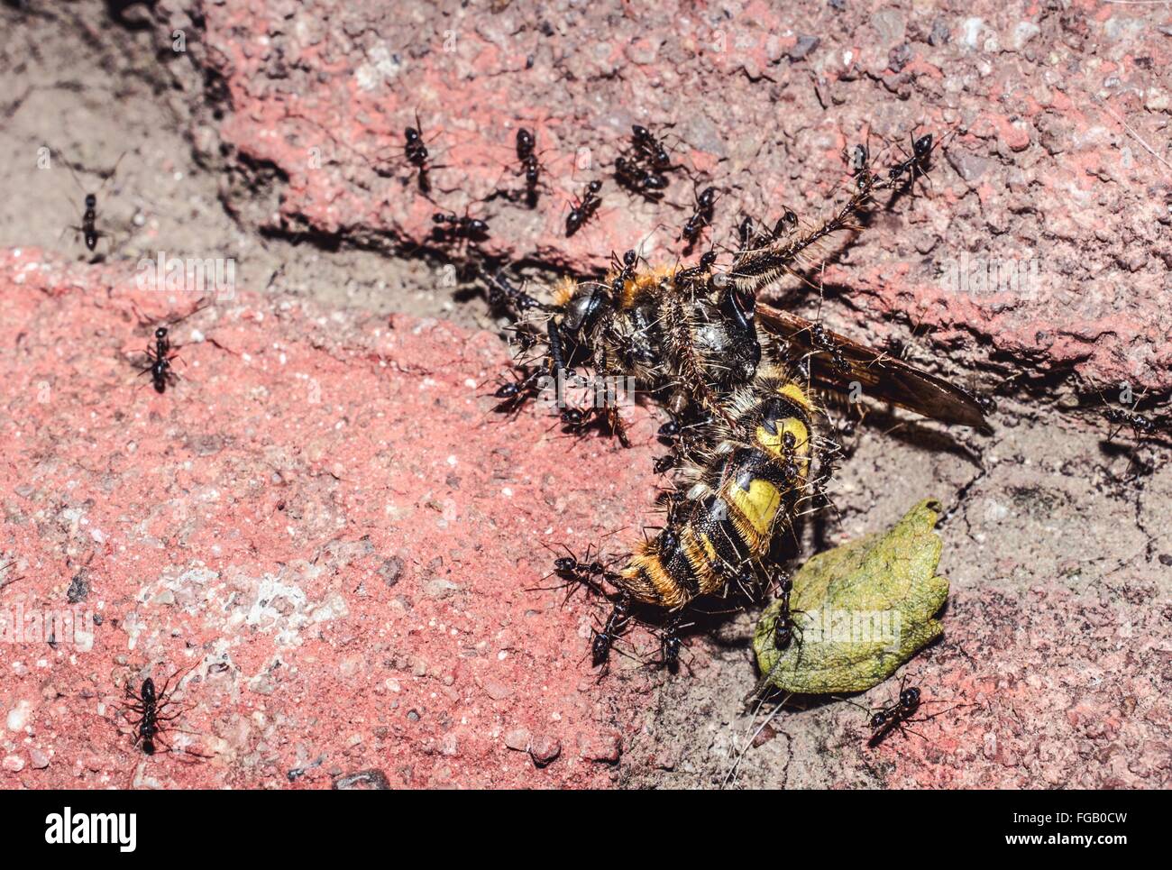 Behavior of insects hires stock photography and images Alamy