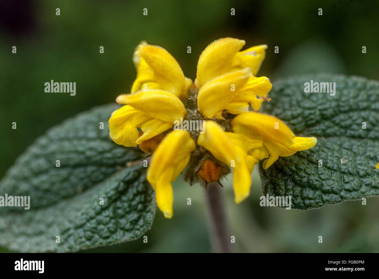 sage-plant-yellow-leaves-hi-res-stock-photography-and-images-alamy