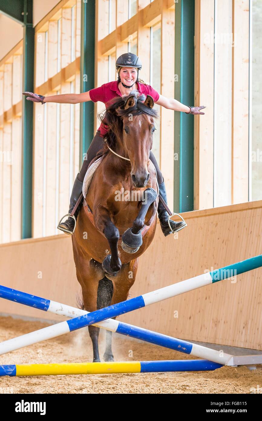 Pura Raza Espanola. Rider on bay adult negotiating an obstacle in a riding hall, using a neck ring only. Germany Stock Photo