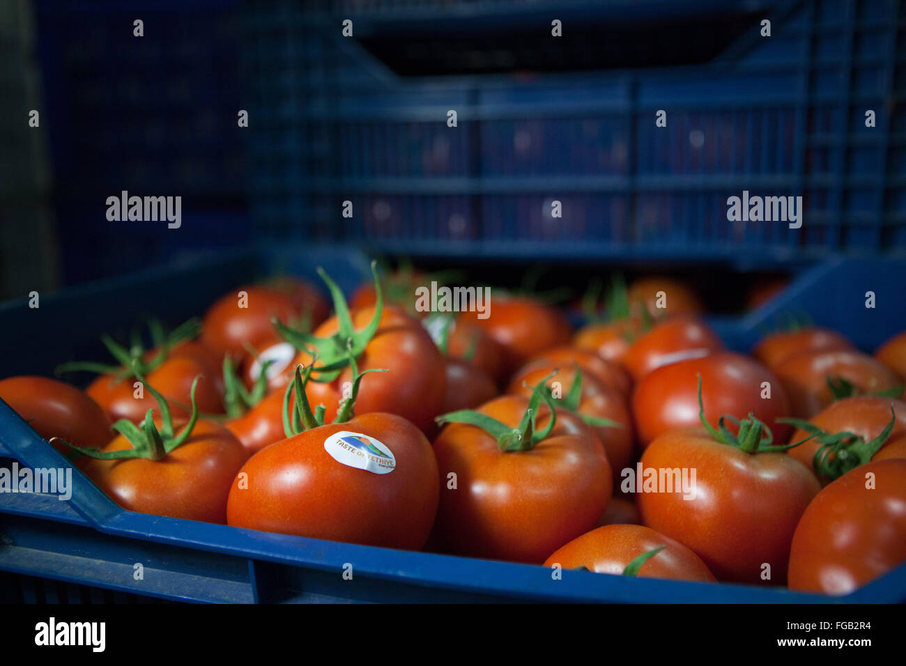 A crate of freshly picked tomatoes ready to be delivered to the hotels. Turkey Stock Photo