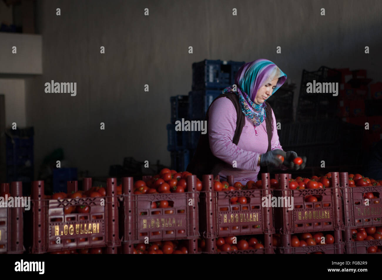 A woman sorts and grades crates of tomatoes, Fethiye, Turkey. Stock Photo