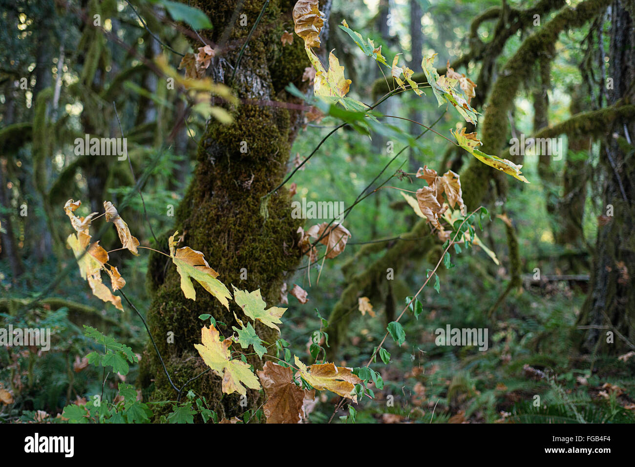 Moss in the old growth of an Oregon forest. Stock Photo