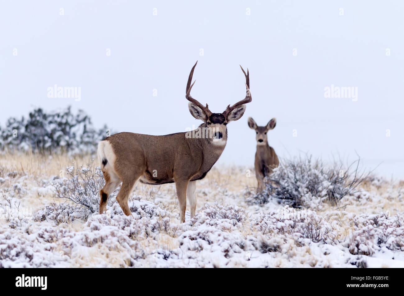 Mule Deer buck and doe Stock Photo