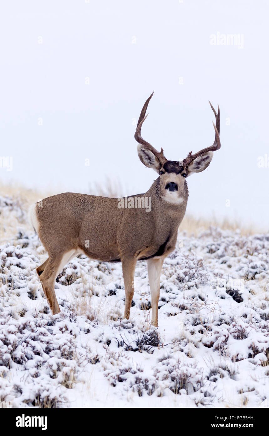 Mule Deer buck Stock Photo