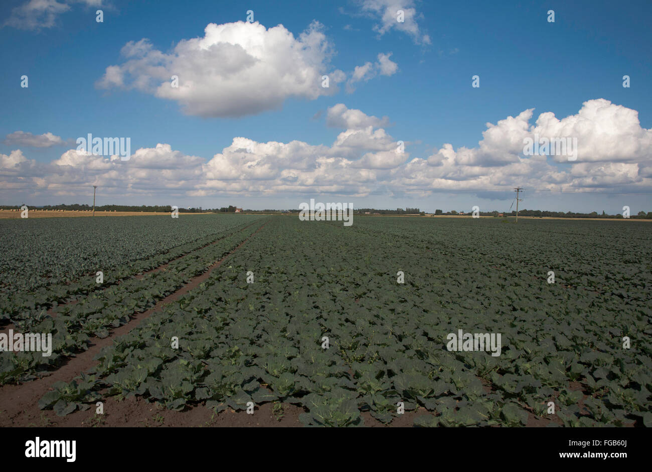 Cumulus cloud passing across a cabbage field in the flat fen land near Boston Lincolnshire England Stock Photo