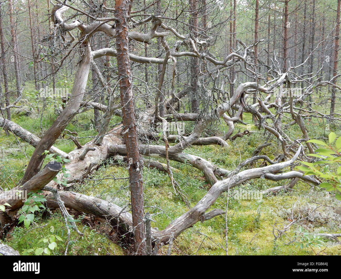 Fallen Trees In Forest Stock Photo - Alamy