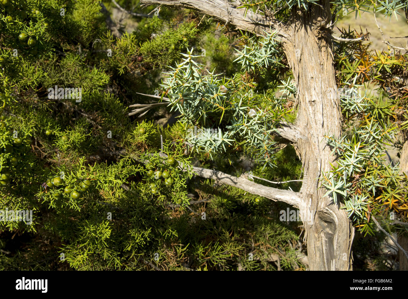 Griechenland, Kreta, Insel Gavdos, Wacholderbaum auf der Wanderung nach Kap Tripiti. Stock Photo