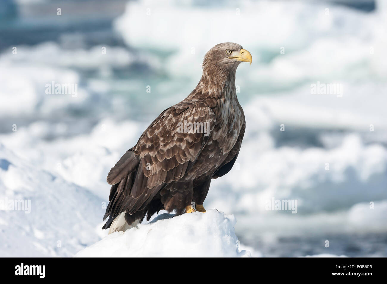 White tailed eagle scotland hi-res stock photography and images - Alamy