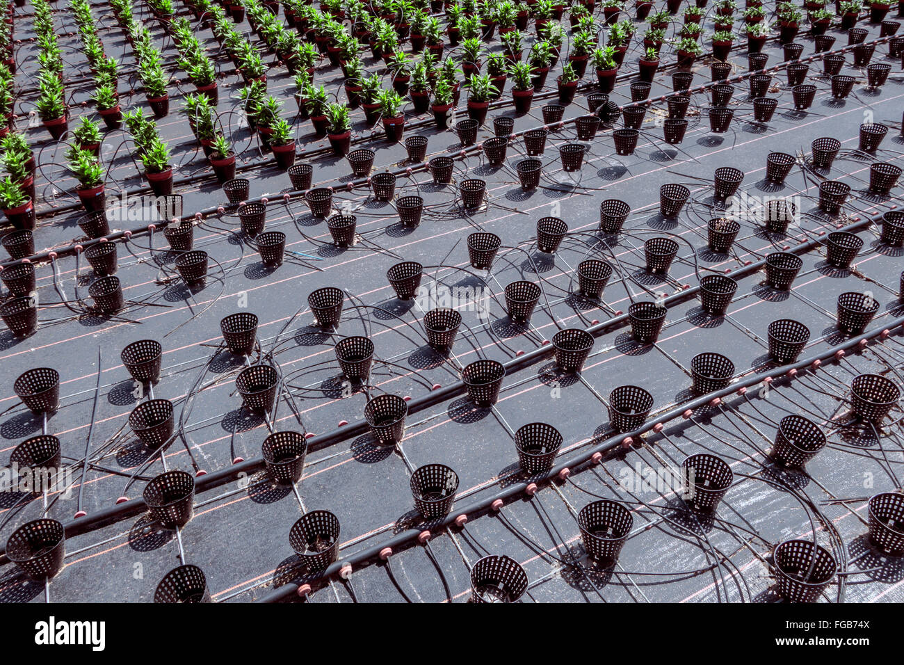 Numerous flower pots with irrigation system in diagonal rows in a nursery outdoors Stock Photo