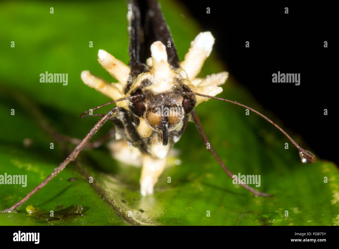 Cordyceps fungus infecting a moth in the rainforest understory, Ecuador Stock Photo
