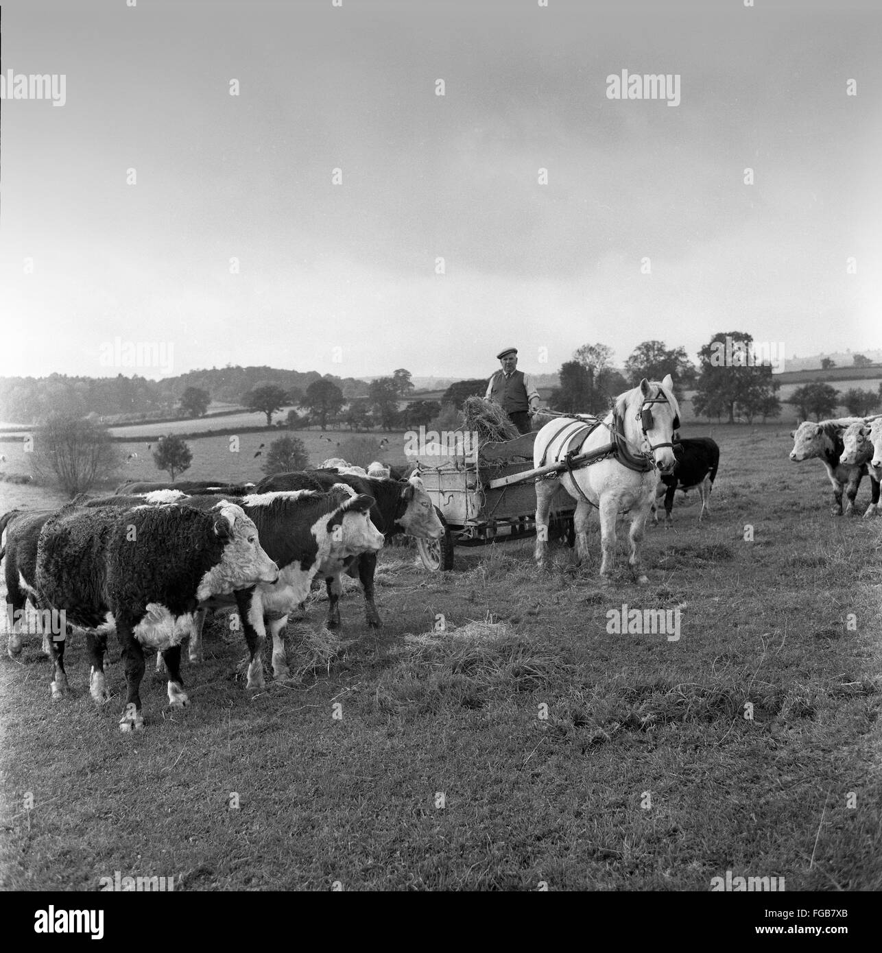 Farmer Ben Alderson, Upper Walton Farm, Onibury, Shropshire feeding ...