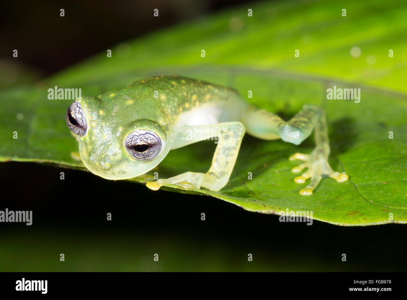Maria's Giant Glassfrog (Nymphargus mariae) on a leaf in the rainforest understory in Ecuador Stock Photo