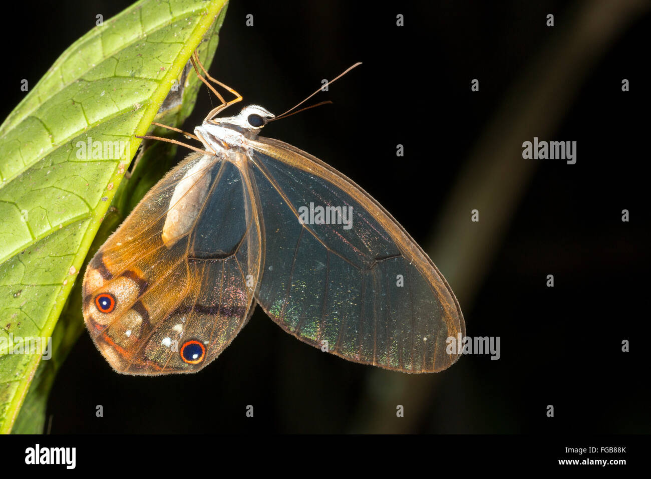 Clearwing butterfly (Haetera piera) Family Satyridae roosting on a leaf at night in the rainforest understory, Ecuador Stock Photo