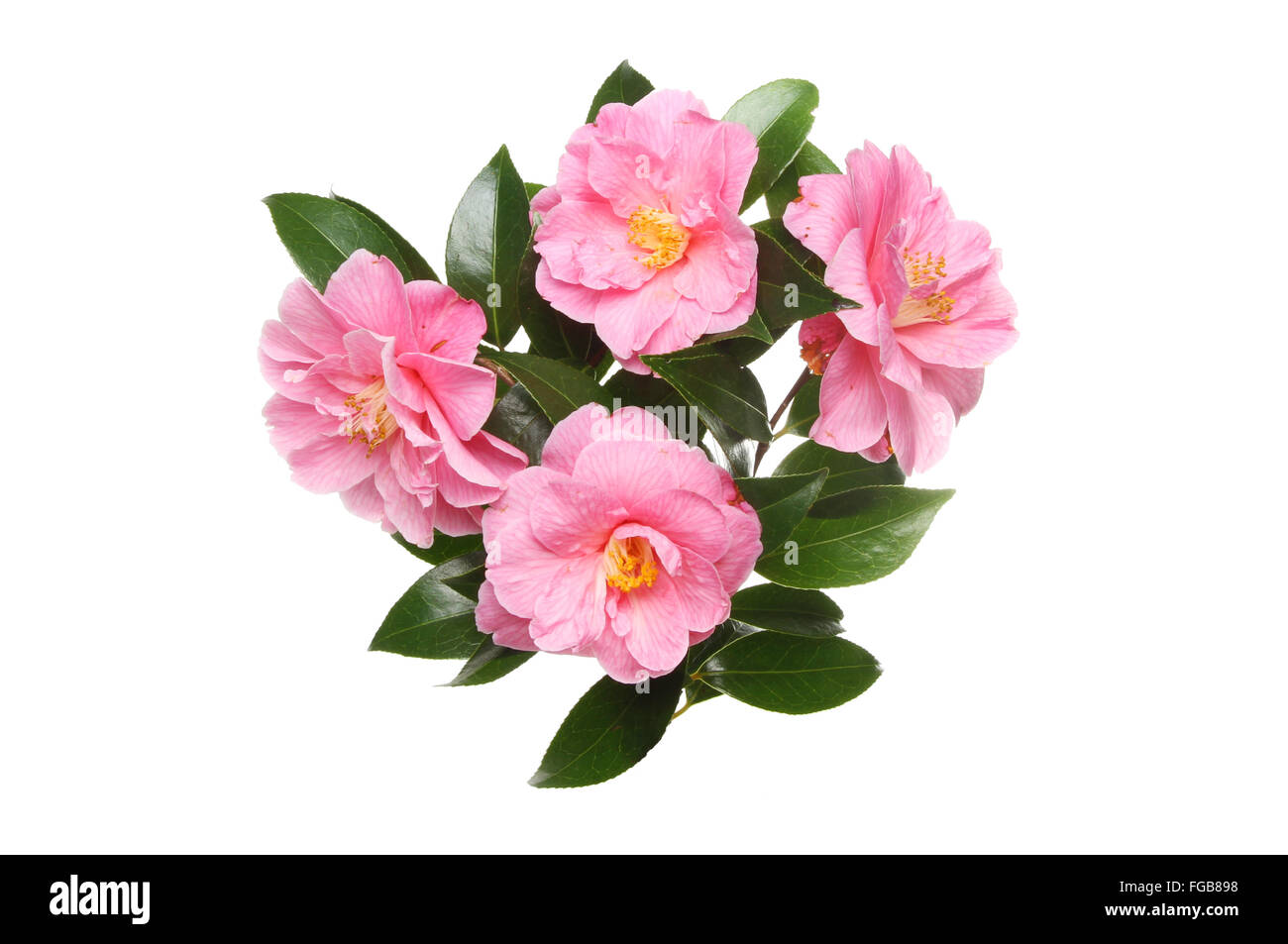 Arrangement of four Camellia flowers and foliage isolated against white Stock Photo