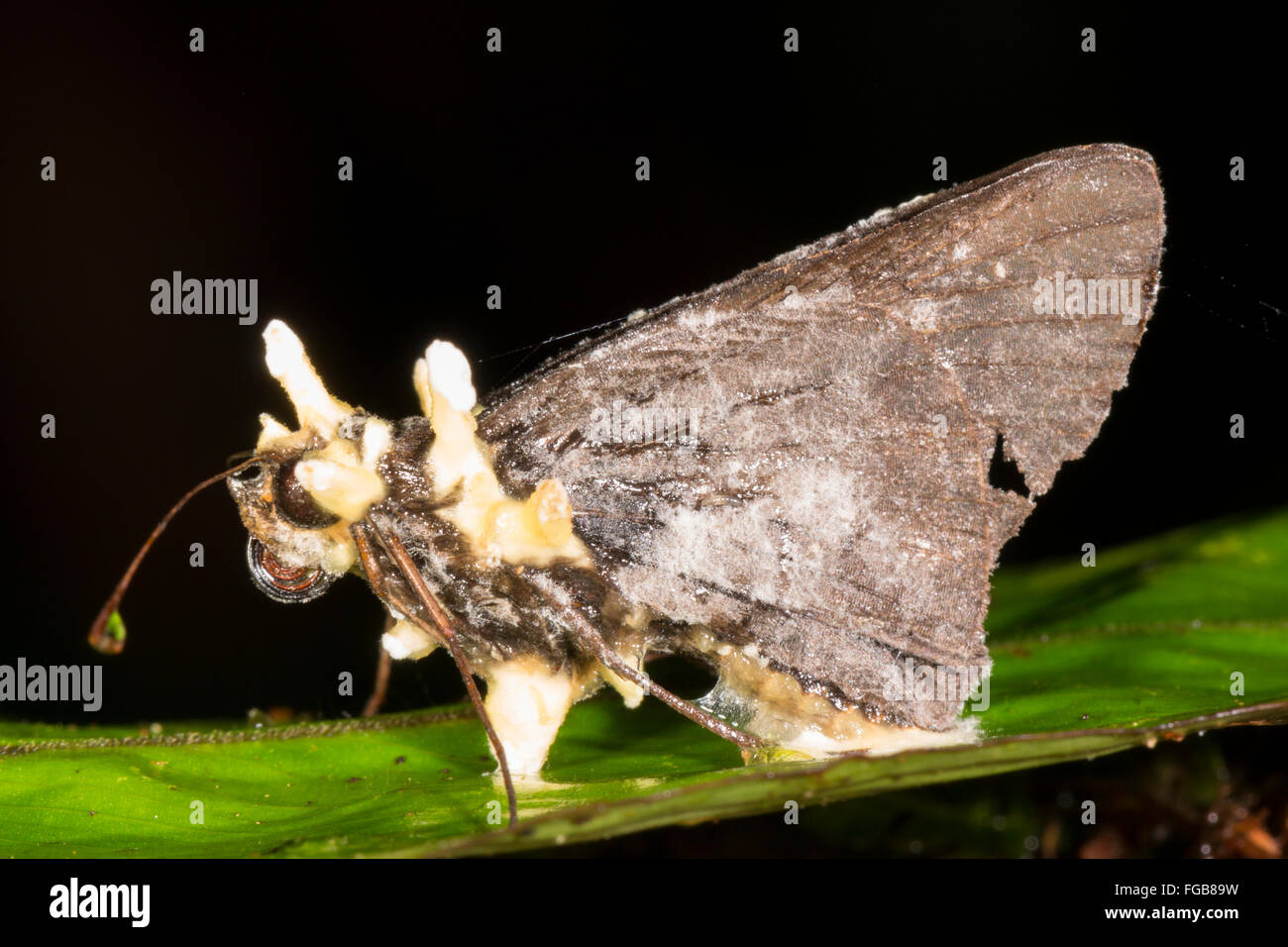 Cordyceps fungus infecting a moth in the rainforest understory, Ecuador Stock Photo
