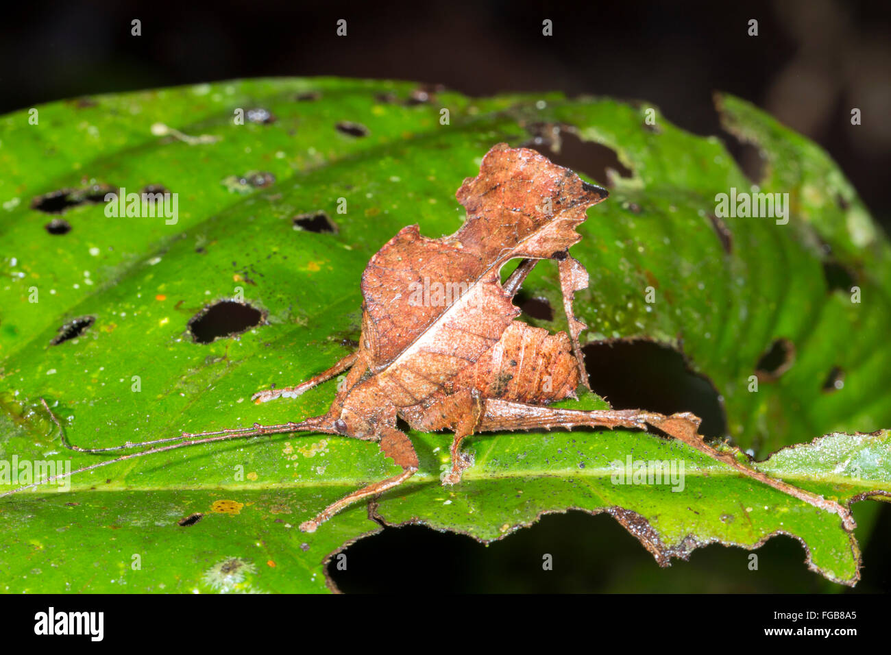 Leaf mimic katydid (Typophyllum sp.) in the rainforest understory, Ecuador Stock Photo
