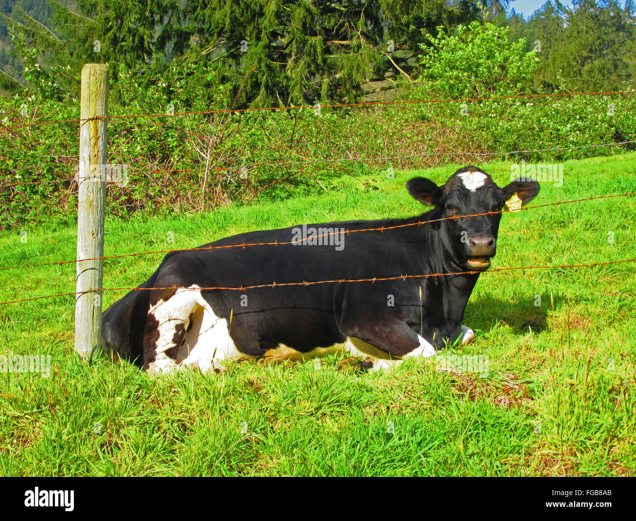 Portrait Of Cow Sitting On Grassy Field Against Trees Seen Through Fence Stock Photo