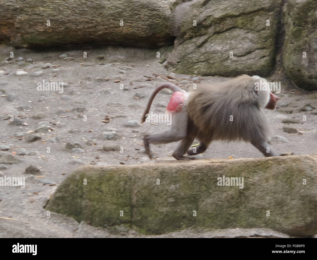 Side View Of An Animal Stock Photo - Alamy