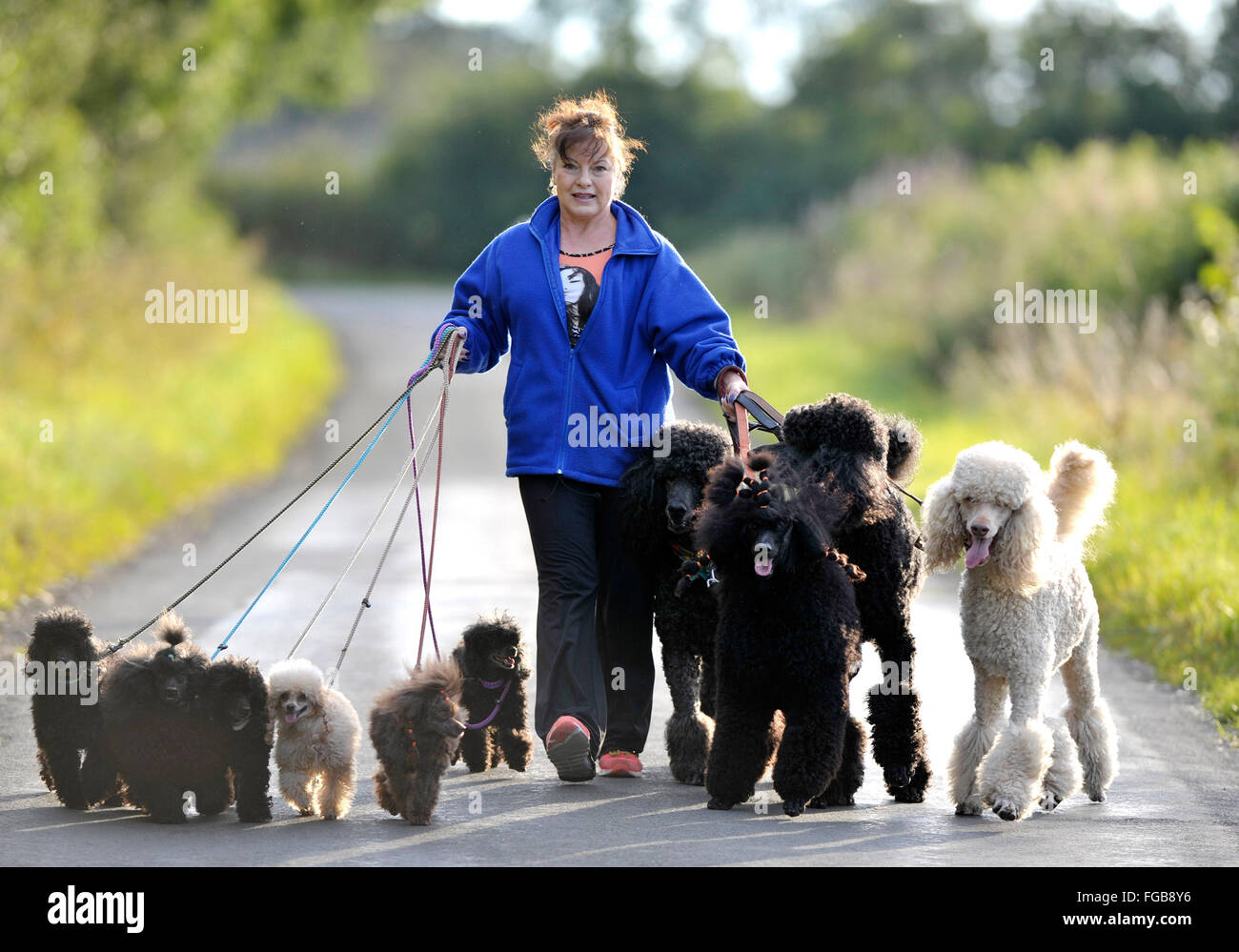 27th  August 2014, Wendy Grady walking her Giant Poodle dogs and pups on a country lane, near Broxburn, West Lothian, Scotland. Stock Photo