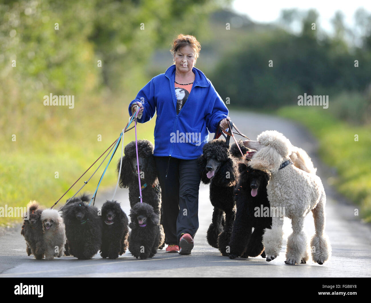 27th  August 2014, Wendy Grady walking her Giant Poodle dogs and pups on a country lane, near Broxburn, West Lothian, Scotland. Stock Photo