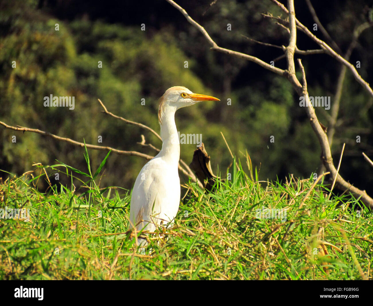 Head bird close up hi-res stock photography and images - Alamy