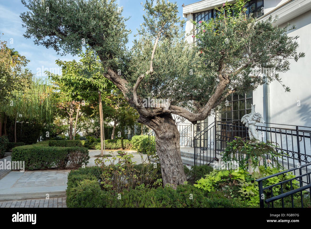 olive tree in Neve Tzedek neighborhood in Tel Aviv, Israel Stock Photo