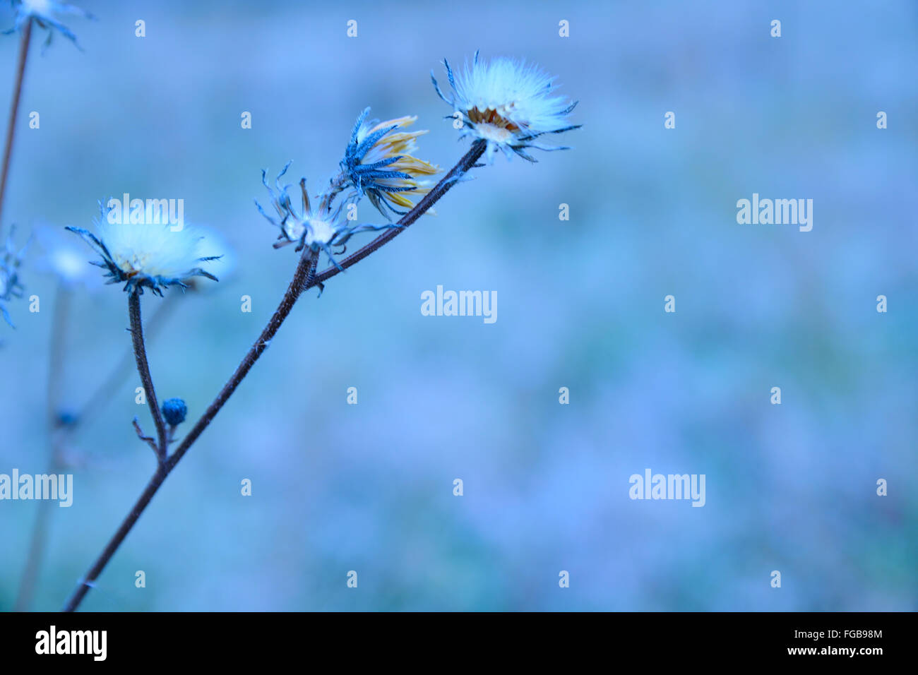 Blue flowers macro photography hi-res stock photography and images - Alamy