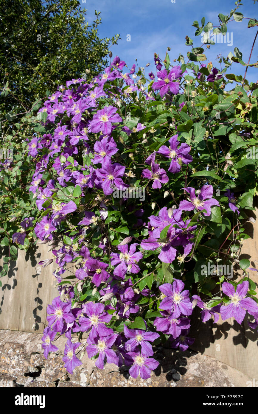Purple Flower Creeper Stock Photos & Purple Flower Creeper Stock Images