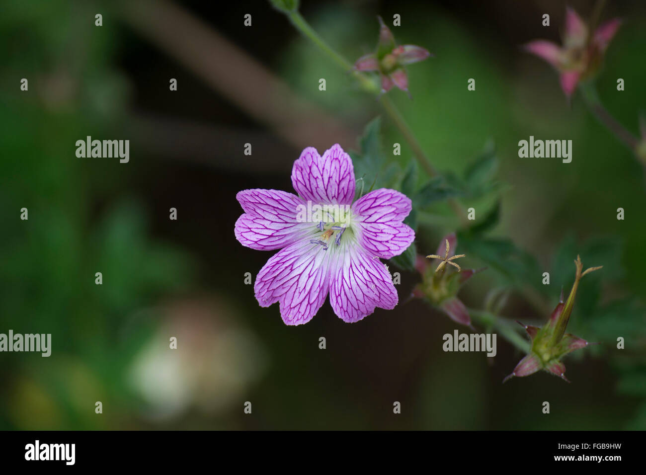 Purple veins hires stock photography and images Alamy