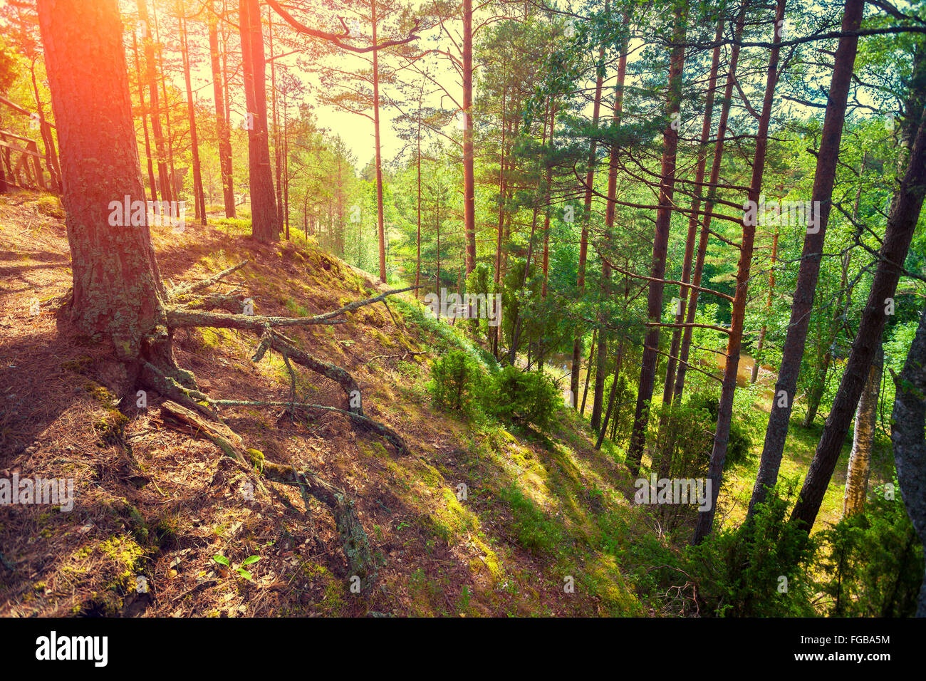 Dark dense pine forest hi-res stock photography and images - Alamy